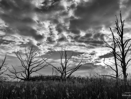 Abendstimmung am Pfrunger Burgweiler Ried